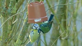 Blaumeisen und Kohlmeisen an der Fütterung im Garten