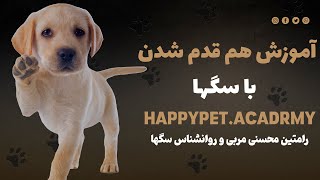 آموزش هم قدم شدن با سگ