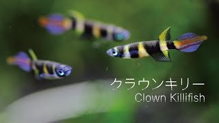 #40.クラウンキリー Clown Killifish グッピーのような存在感のある小さな熱帯魚