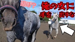 「オレと遊ぶんだ！」放牧中の牝馬が人の近くへ…。それを見た白馬が鼻息を荒くしながら全力ダッシュで近づいてきました。【ツルマルボーイ様のシモベ】