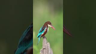 White Throated Kingfisher Bird