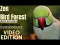 Zen Bird Forest Nature Soundscape | HD Parrot TV VIDEO EDITION | 3+ Hours | Bird Room TV