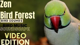 Zen Bird Forest Nature Soundscape | HD Parrot TV VIDEO EDITION | 3+ Hours | Bird Room TV