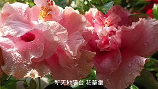 Lucky【萊奇小調】含苞吐蕊陽台花燦爛迎春20250211