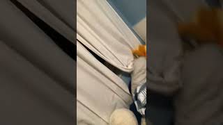 Daffy Duck meets Gru