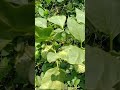 कांटे दार फल nature beautiful agriculture shortvideo fruit youtube shorts