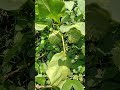 कांटे दार फल nature beautiful agriculture shortvideo fruit youtube shorts