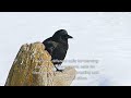 crows are way smarter than we thought