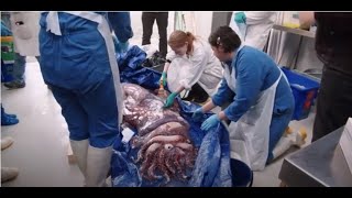 Dissecting a giant squid  - Auckland Museum