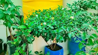 பாரிஜாதம் எளிதாய் வளர்க்கலாம் 👍 Paarijatham plant in pot / terrace garden