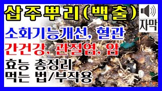 삽주뿌리(백출)효능 총정리/ 삽주뿌리 먹는법/ 삽주뿌리 부작용/ 백출효능 먹는법 부작용