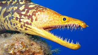 Unique Predators of the Great Barrier Reef | 4K