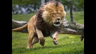 The Pride of VUMBI lion - Lion Gangland - Nat Geo Wild HD