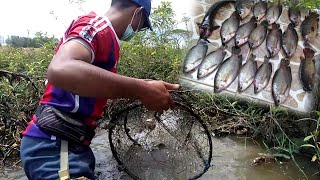 กู้ลอบดักปลา 5 สิงหาคม ค.ศ.2022 snakehead fish trap