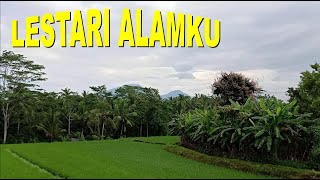 Hamparan Sawah Yang Indah