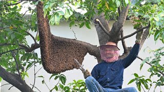 Honey hunting in india-west bengal #honeyhunting #honeynaturelover #beehive #nature