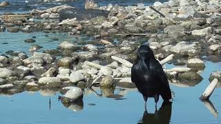 M0052　大分川　ハマシギ　ビビとカシコ（ハシボソガラス）Oita River　Dunlin　BIBI and KASHIKO (Wild Carrion Crow)