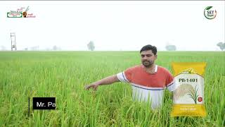 PB-1401 Rice Crops | SVHSPL  Paddy Seeds PB-1401