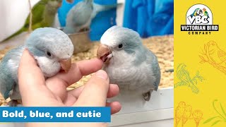 Gorgeous Blue Opaline Quakers | Victorian Bird Co