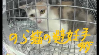 ノラ猫の親子　捕獲して避妊手術までとその後