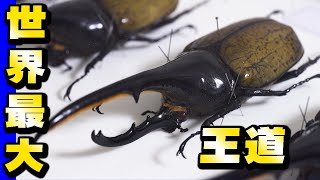 【王道】世界最大のカブトムシ【ヘラクレスオオカブト】【生きた宝石】