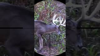 hunting wild animals #deer #animals #hunting #sniper #shorts  #wildanimals  #forest