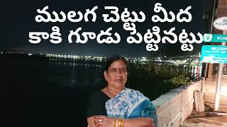 మన తెలుగు మన సామెతలు ములగ చెట్టు మీద కాకి గూడు పెట్టినట్టు. @cmc