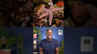 Can starfish regrow their limbs? Truth or Trash episode 57 #biology