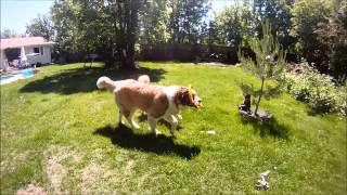 Puppy Highlights.wmv - 2012-06-05