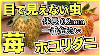 【イチゴの害虫】いちごで最も危険な害虫ホコリダニの症状、問題、対策を紹介【アザミウマの寄生被害との見分け方】農薬が効きづらいので苺農家も家庭菜園も要注意