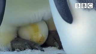 The spectacular sight of an Emperor Penguin laying her egg | Penguins: Spy in the Huddle - BBC