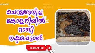 ചെറുതേനീച്ച കോളനിയിൽ റാണി നഷ്ടപ്പെട്ടാൽ സംഭവിക്കുന്നത് || If the queen is lost in a Stingless colony