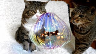 きらきらとねこ。-Sparkling toy and Maru\u0026Hana.-