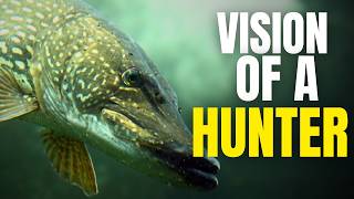 Pike Can See What You Can't | The Science Behind Their Hunting