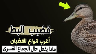 قضـ ـ يب  البط | أغرب  انواع  القـ ـضبان ، ماذا يفعل حال الجـ ماع القسرى