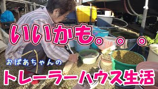 【トレーラーハウス生活】へちまで洗濯、麦みそ豚汁　#372