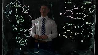 Bonds that Link Together DNA (BIOS 041)