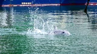 迷いイルカか「背びれ出し弱っている感じ」　漁船停泊の湾内でぐるぐる　静岡・沼津市