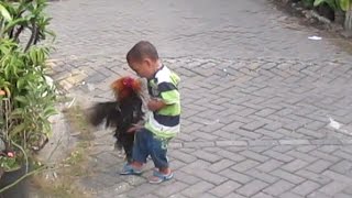 lucu anak kecil berantam vs ayam jago