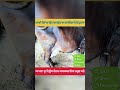 ਆਹ ਤਕਨੀਕ ਫੁੱਲ ਕਾਮਯਾਬ ਐ animals shortsviral trending fact shortvideos shortsfeed agriculture