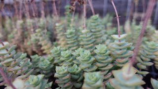 #78【今からできるクラッスラの仕立て直し】お花の咲いた星系や、少し蒸れた多肉など,仕立て直しのコツ。多肉植物