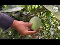 best mango verity farming all thailand verity mango plant online available in my nursery