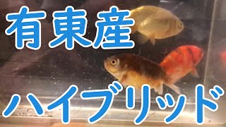 珍金魚導入　〜有東産オリジナル金魚の巻〜