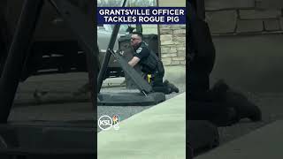 Grantsville officer tackles a rogue pig