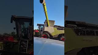 Kuniec pszenicy Claas Lexion 6800 #claas #claaslexion #żniwa #rolnictwo #shorts