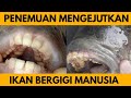 Unik: Ikan Bergigi Mirip Manusia Ditemukan di North Carolina Amerika Serikat