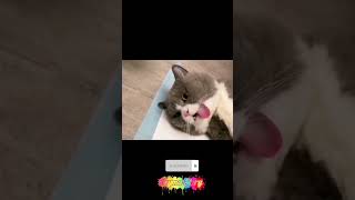 kucing mabok terkapar#shorts #viral