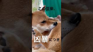 凶暴で噛みまくる豆柴 #shibainu #柴犬 #cute #犬のいる暮らし #ケア