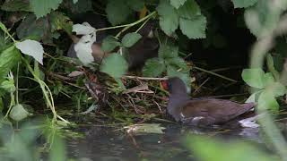 Moorhen, Gallinula chloropus