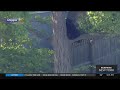 Black bear climbs tree in backyard of New Jersey home